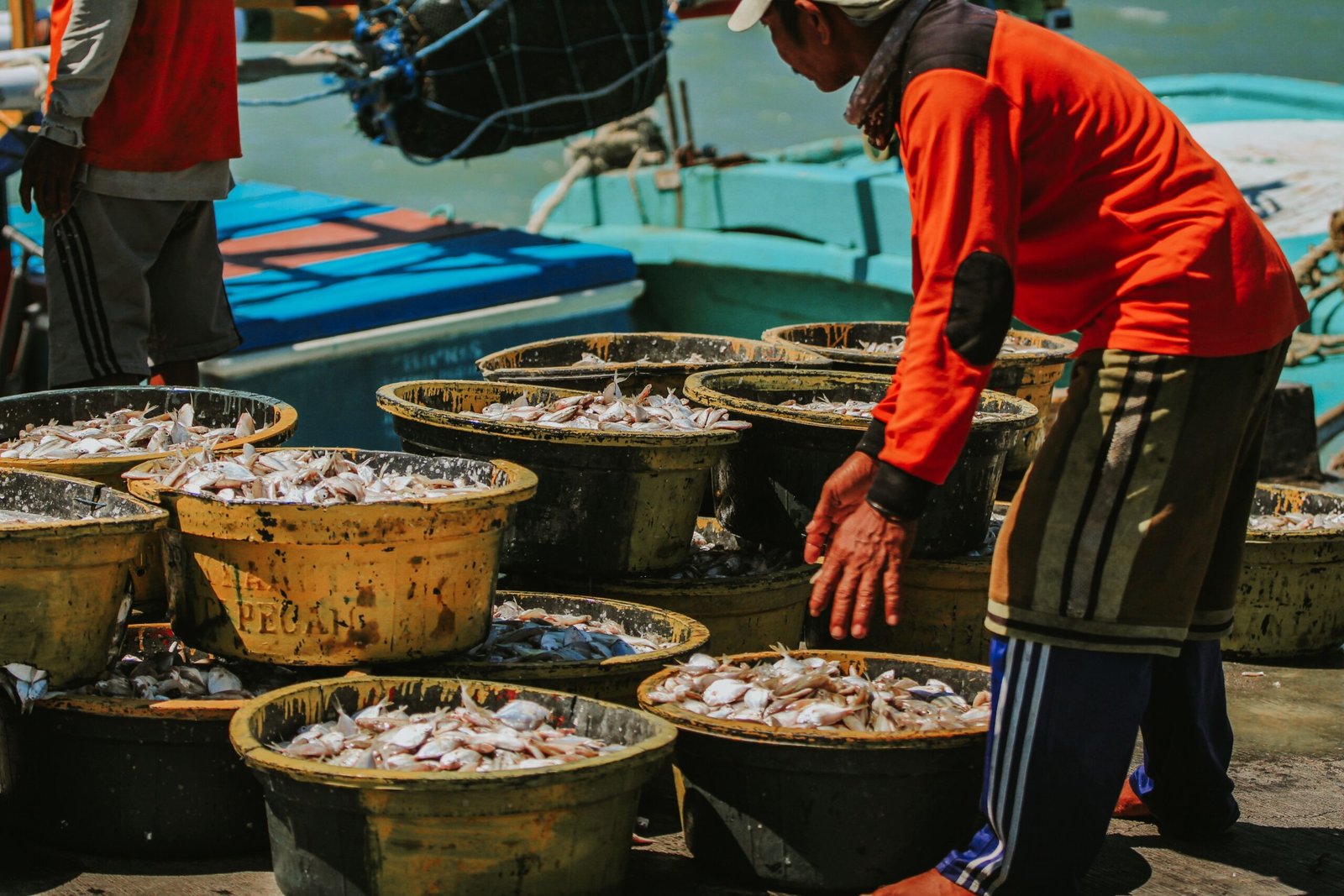 Apa Itu Fisheries Improvement Project (FIP)?